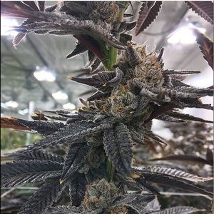 Meet your Posher, Cory